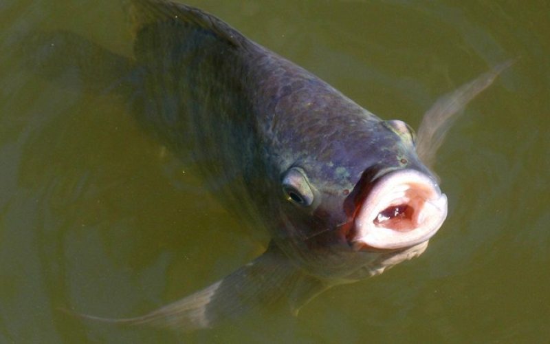 Aquecimento global aumenta toxicidade de microplásticos em peixes