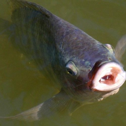 Aquecimento global aumenta toxicidade de microplásticos em peixes