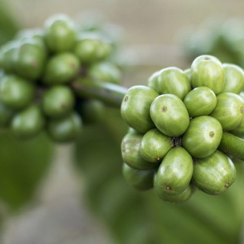 Grãos imaturos podem produzir cafés especiais, aponta pesquisa
