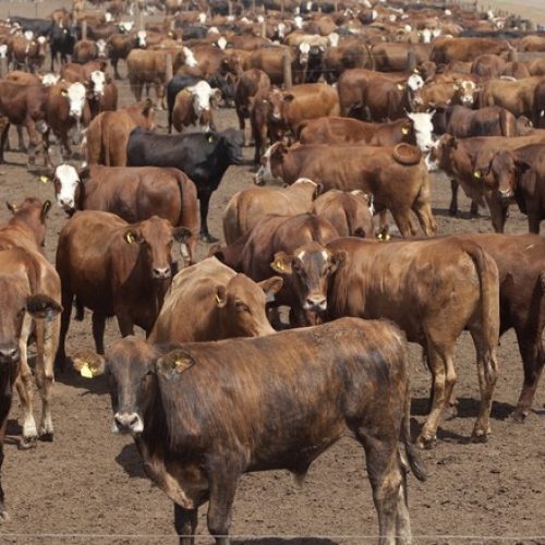 Confinamento investe em pesquisa para cortar emissões na pecuária