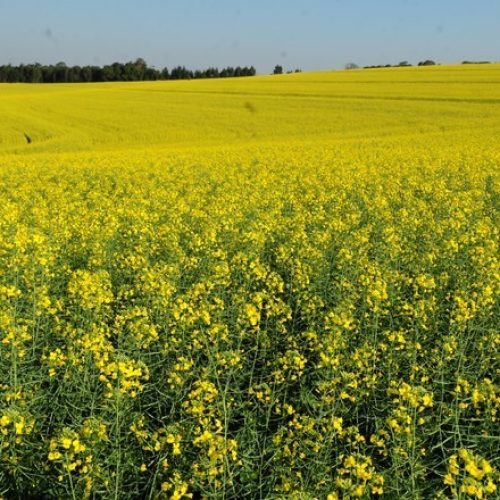 Indústrias de biodiesel fomentam avanço do plantio de canola no RS