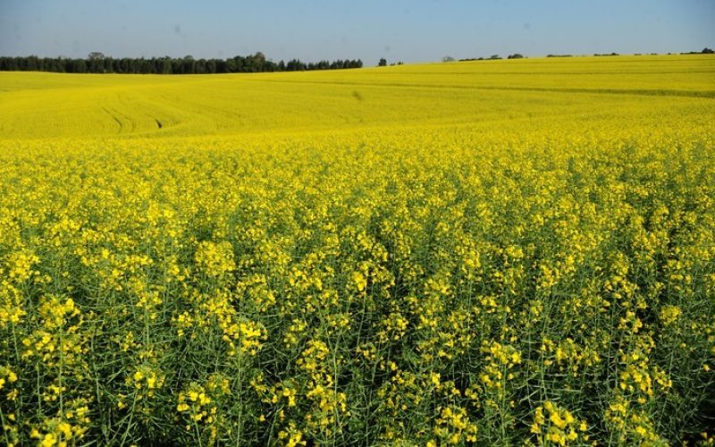 Indústrias de biodiesel fomentam avanço do plantio de canola no RS