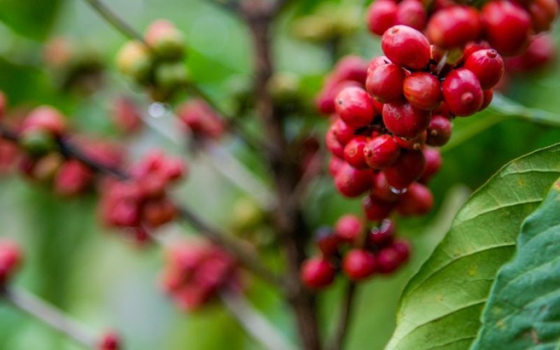 Colheita de café chega a 20% da produção esperada para 2025/26