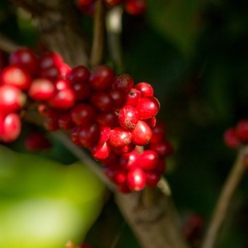 Concurso elege os melhores cafés do Estado de São Paulo; veja quais são