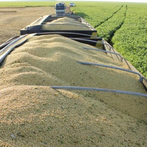 Ajuste técnico sustenta alta da soja na bolsa de Chicago