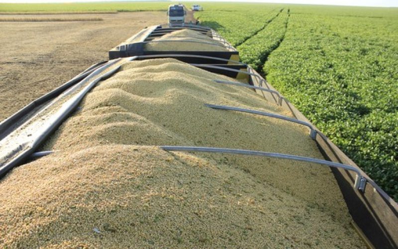 Ajuste técnico sustenta alta da soja na bolsa de Chicago