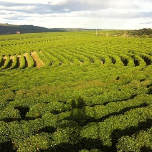 Café e açúcar caem em Nova York, com condições das lavouras no Brasil pressionando cotações