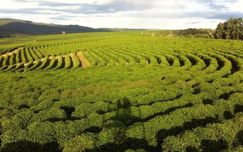 Café e açúcar caem em Nova York, com condições das lavouras no Brasil pressionando cotações