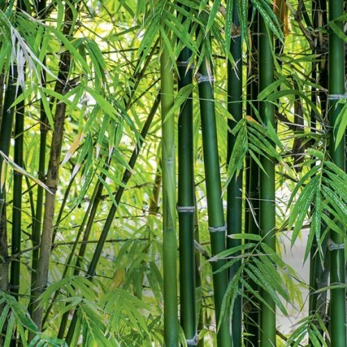 Como plantar bambu, cultivo que ganha espaço no Brasil