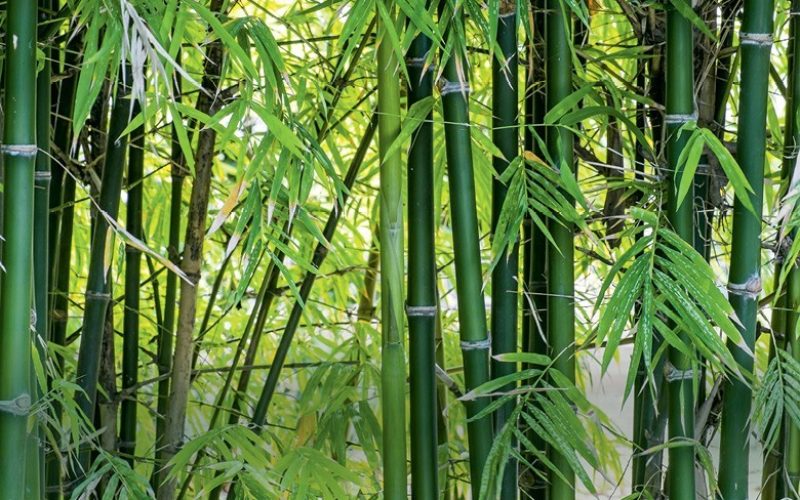 Como plantar bambu, cultivo que ganha espaço no Brasil