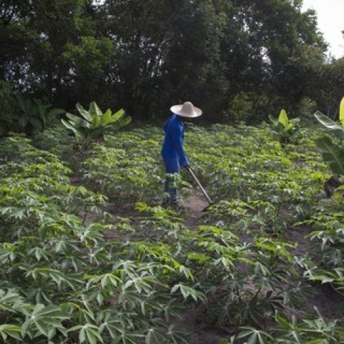 TCU pode analisar denúncias de ‘venda casada’ no crédito rural por bancos