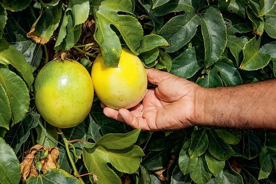 Tipos de maracujá: conheça as principais espécies cultivadas no Brasil