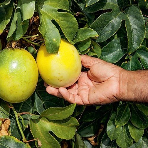 GR Responde: O que fazer para salvar um pé de maracujá do ataque de pragas?