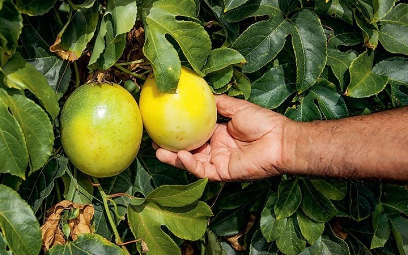 GR Responde: O que fazer para salvar um pé de maracujá do ataque de pragas?