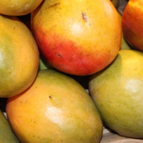 GR Responde: O que fazer quando um pé de manga está esbranquiçado e tem perda de folhas