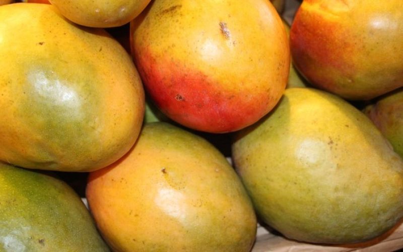 GR Responde: O que fazer quando um pé de manga está esbranquiçado e tem perda de folhas