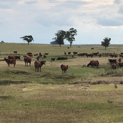 Como os concorrentes do Brasil reagiram à tarifa chinesa sobre carne bovina