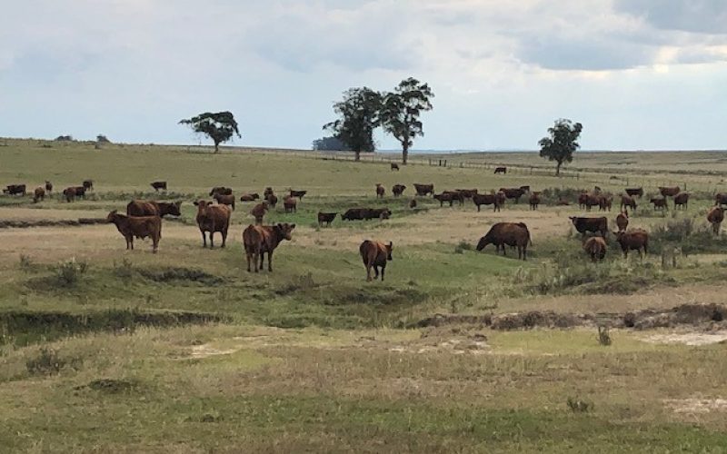 Como os concorrentes do Brasil reagiram à tarifa chinesa sobre carne bovina