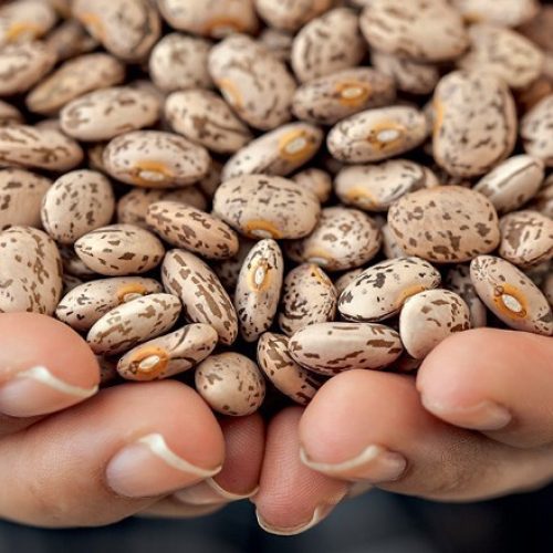 Brasilagro eleva aposta em feijão