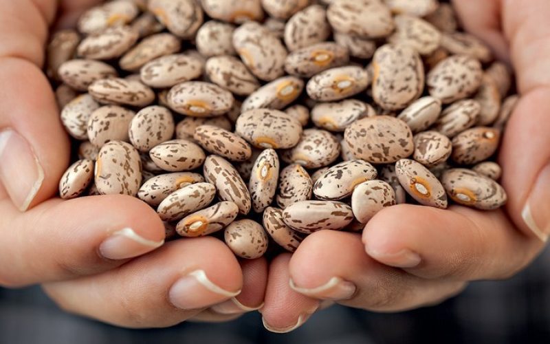 Brasilagro eleva aposta em feijão