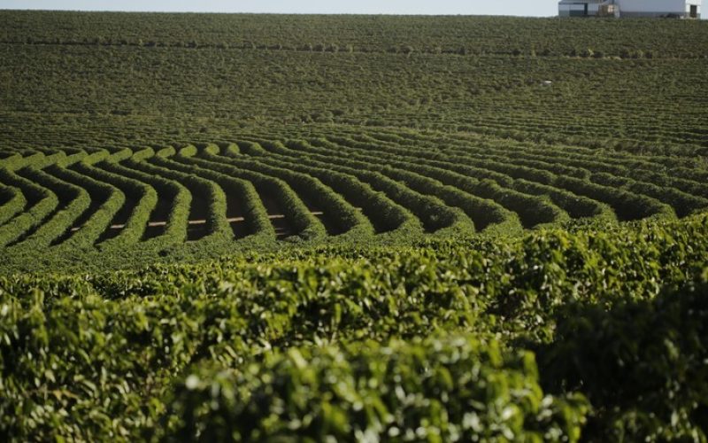 Clima ainda gera incerteza no mercado do café em Nova York
