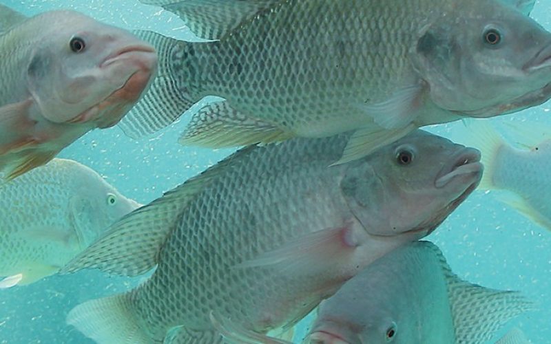 Apesar do tarifaço, tilápia brasileira pode ganhar mercado nos EUA