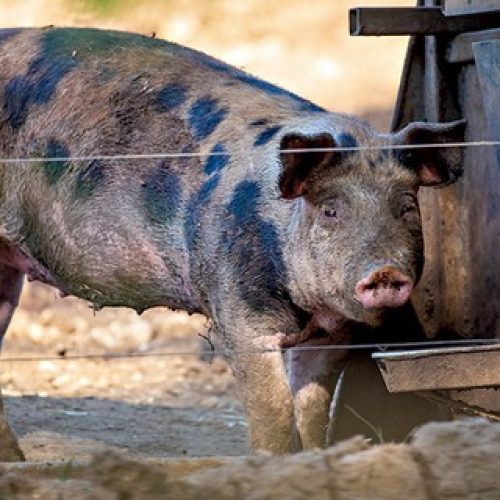 Após polêmica, Justiça do RS suspende realização da “Corrida do Porco”