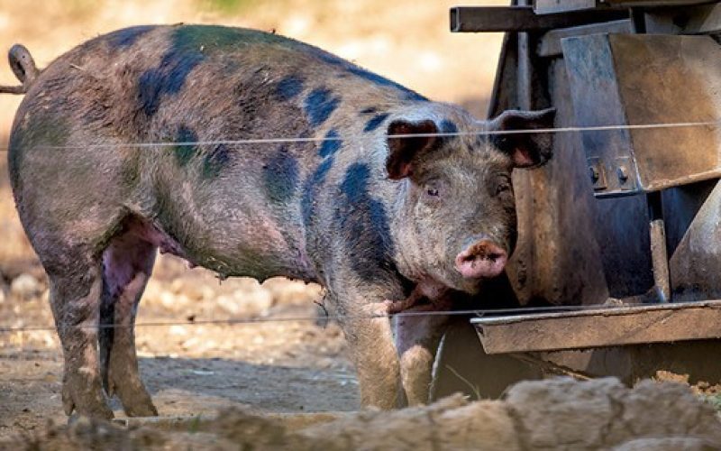 Após polêmica, Justiça do RS suspende realização da “Corrida do Porco”