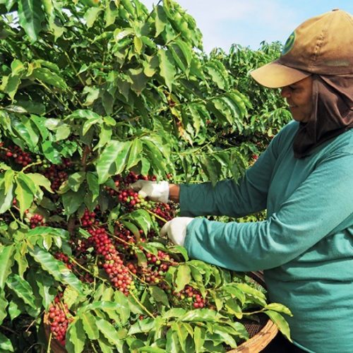 Faturamento das cooperativas agropecuárias de MG cresce 30,9% em 2024