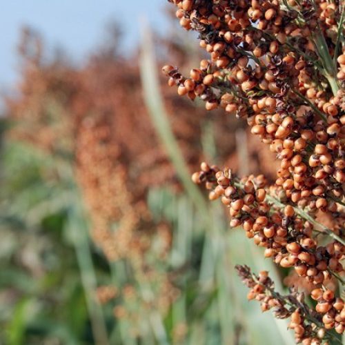 China habilita estabelecimentos para exportar sorgo e DDG