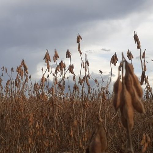 Colheita de soja perde fôlego com tempo fechado em Mato Grosso