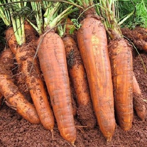 Preços da cenoura sobem com chuvas prejudicando a produção em MG