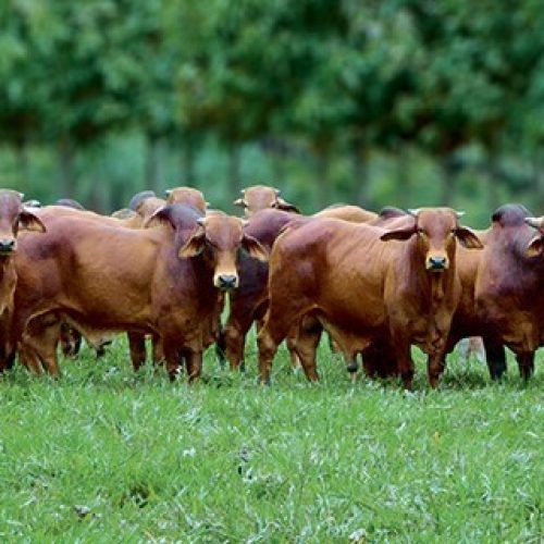 Governo quer ter árabes como sócios em recuperação de pastos