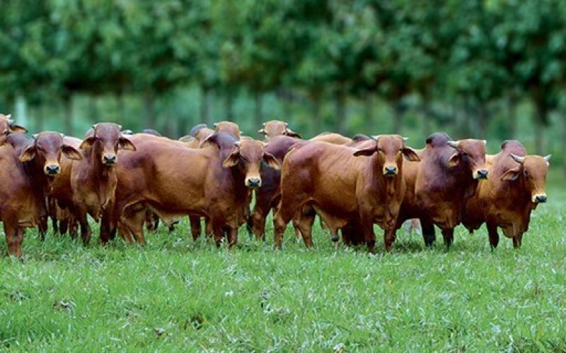 Governo quer ter árabes como sócios em recuperação de pastos