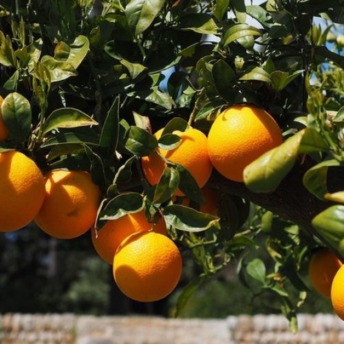 Chuvas ajudam, mas laranjeiras ainda precisam de mais água para boa produção