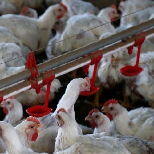Brasil investigou mais de 2,5 mil casos de doenças respiratórias em aves