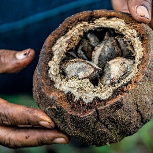 Normas ambientais de crédito rural para povos tradicionais são alteradas pelo CMN