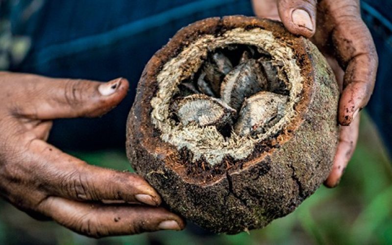 Normas ambientais de crédito rural para povos tradicionais são alteradas pelo CMN