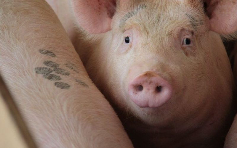 Produtores americanos querem vender carne suína ao Brasil