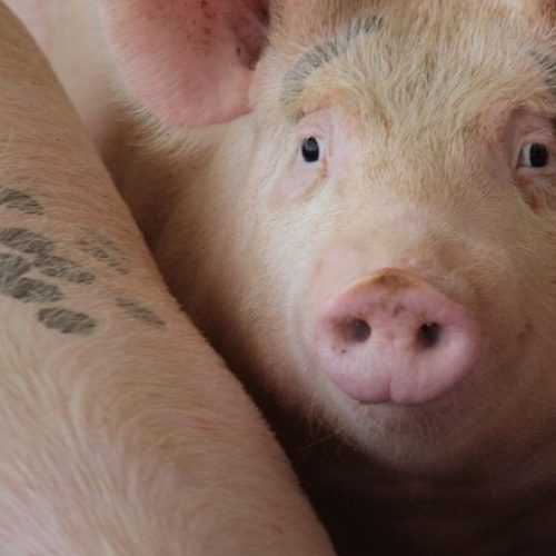 Preços do suíno vivo caem, mas ainda estão nas máximas do ano