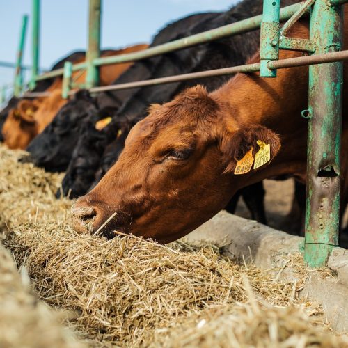 Redução de custos estimula confinamento de gado no Brasil