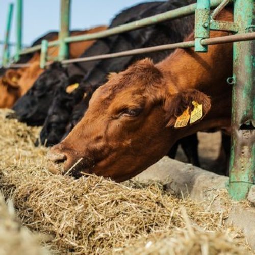 Preço do boi gordo abre semana estável, em patamar elevado