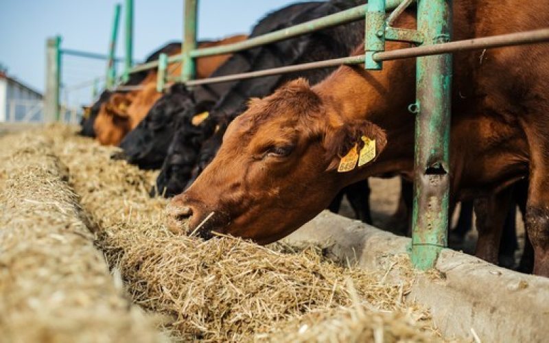 Preço do boi gordo abre semana estável, em patamar elevado