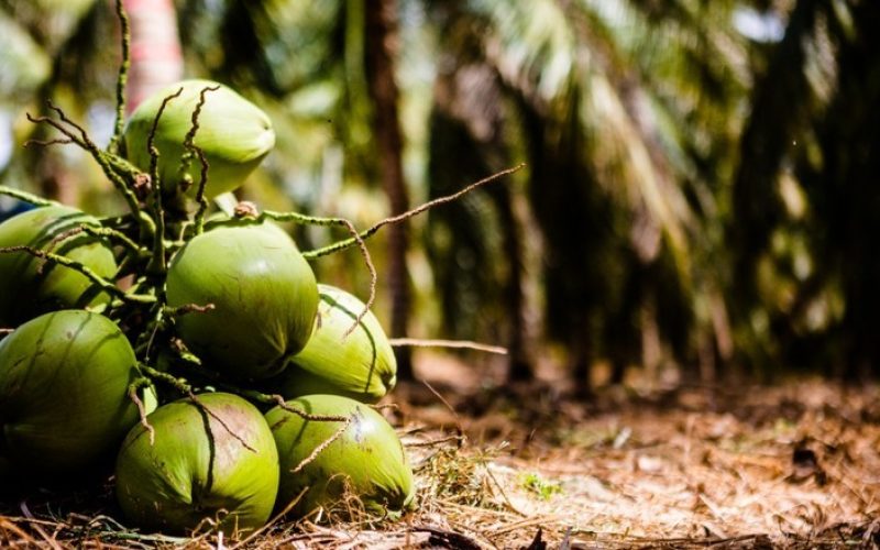 EUA absorvem mais de 90% das exportações brasileiras de água de coco