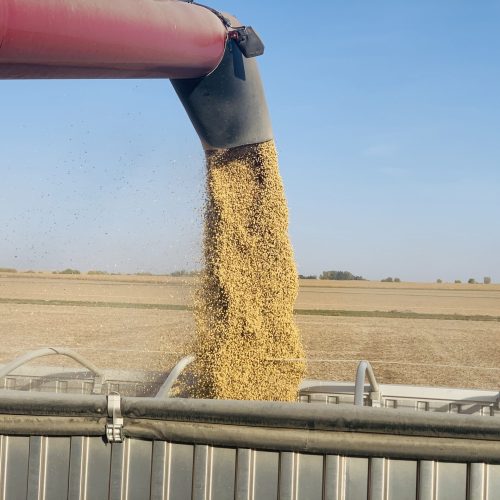 Preço da soja sobe em Chicago após Trump anunciar encontro com a China