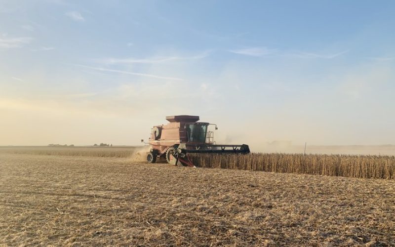 Preço da soja cai em Chicago com indicação de aumento da produtividade nos EUA