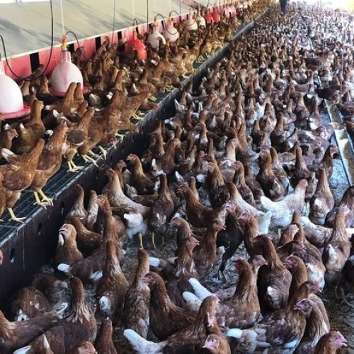 Mantiqueira e Bunge firmam parceria para promover agricultura regenerativa