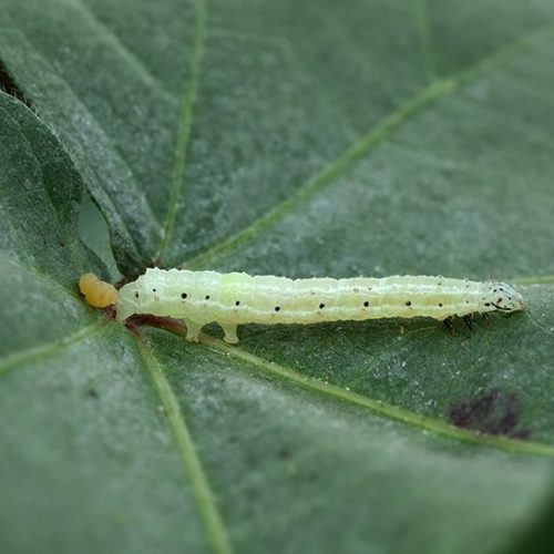 Ministério da Agricultura cria canal para notificação de suspeitas de pragas