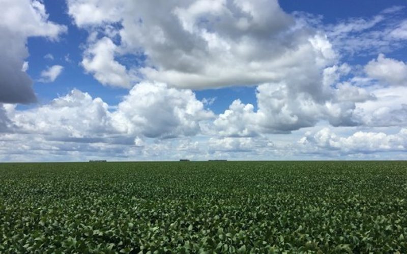 Terra Santa detecta diferença de 4 mil hectares em matrículas de suas propriedades