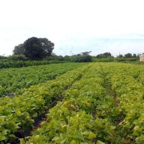 Vale do Juruena, em MT, concede os primeiros títulos de terras a agricultores familiares
